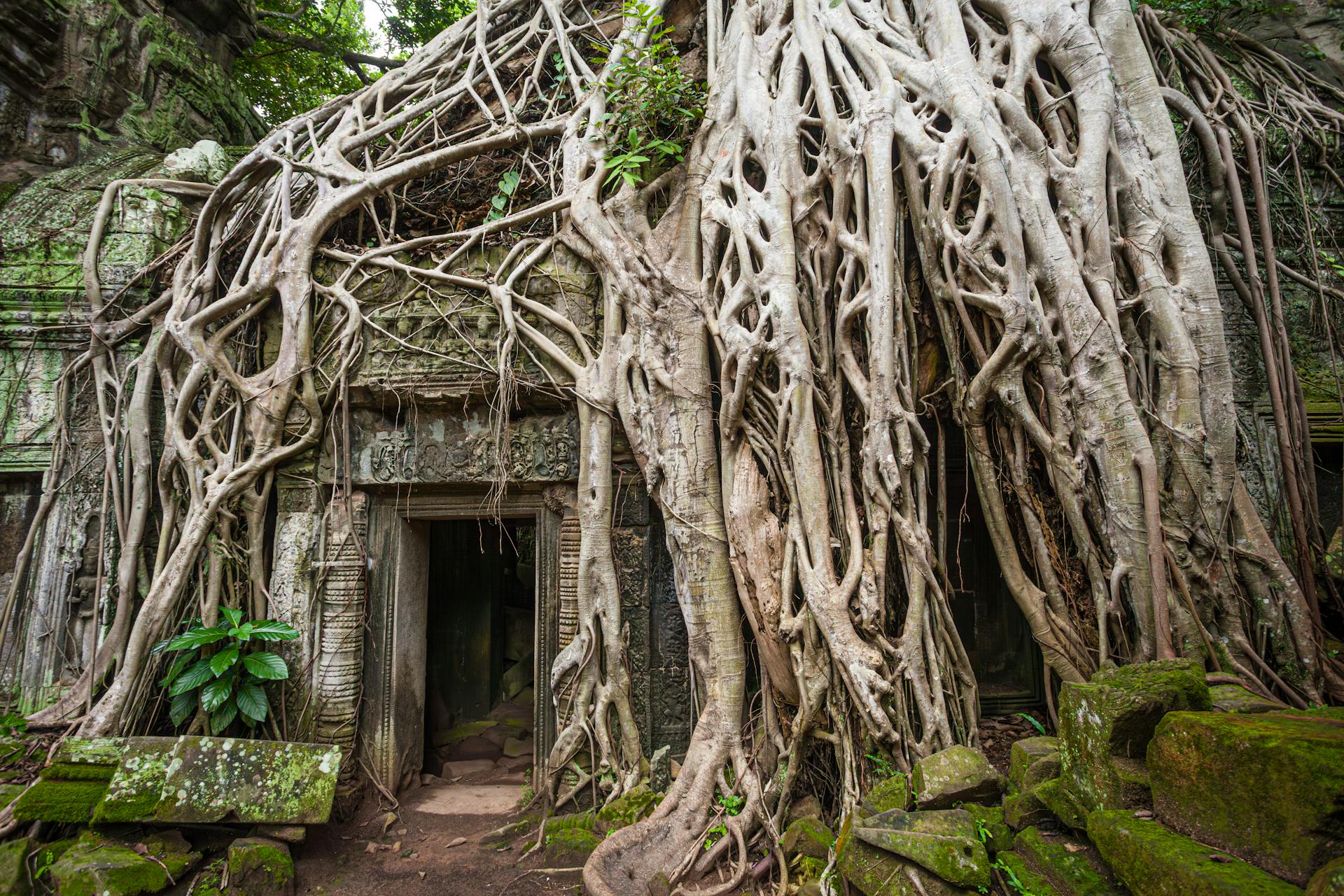 Ta Prohm Siem Reap Temple Gate, Cambodia